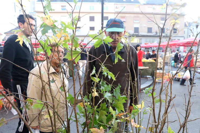 'Zasadi drvo, ne budi panj': Hrvatska sadi tisuće stabala, građanima na Dolcu podijeljene sadice