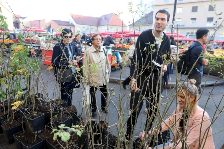 'Zasadi drvo, ne budi panj': Hrvatska sadi tisuće stabala, građanima na Dolcu podijeljene sadice