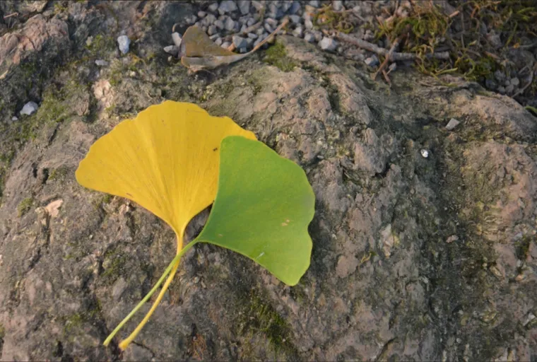 Adam, zaljubljeni ginko, mogao bi proslaviti Hrvatsku u Europi: 'Otkrit ću vam jednu tajnu. Nisam sam'