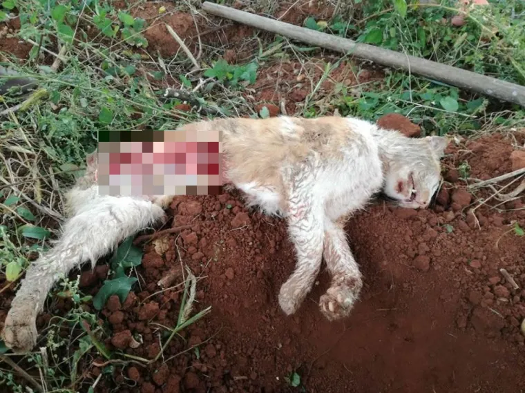 Odrezani dijelovi tijela i utroba nisu pronađeni na mjestu gdje je nesretni mačak zvjerski ubijen