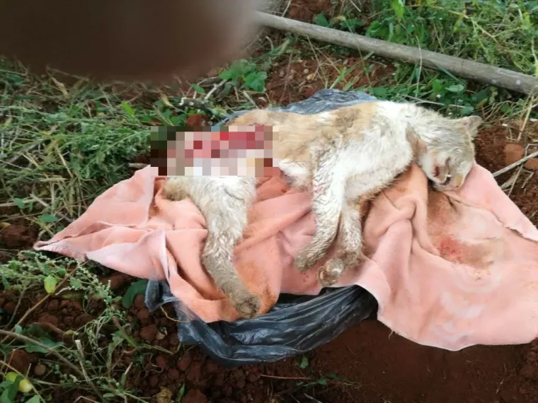 Odrezani dijelovi tijela i utroba nisu pronađeni na mjestu gdje je nesretni mačak zvjerski ubijen