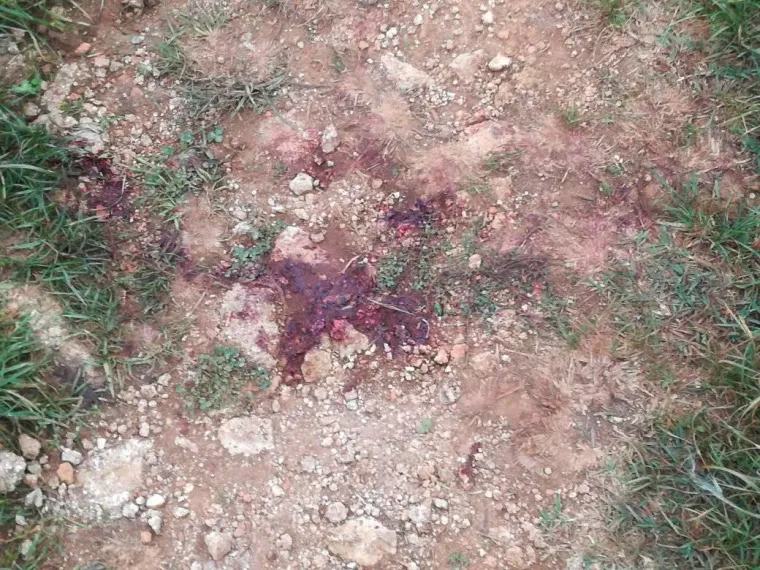 Odrezani dijelovi tijela i utroba nisu pronađeni na mjestu gdje je nesretni mačak zvjerski ubijen