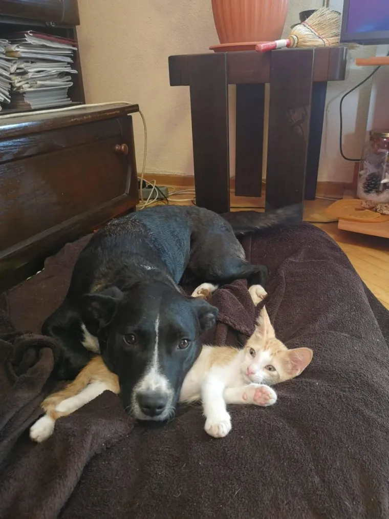 Odrezani dijelovi tijela i utroba nisu pronađeni na mjestu gdje je nesretni mačak zvjerski ubijen