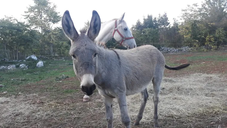 Nestali Puki i Etna: Traže se magarac i kobila, djevojčice su pretužne bez njih