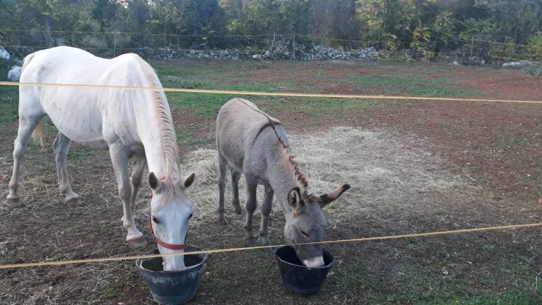 Nestali Puki i Etna: Traže se magarac i kobila, djevojčice su pretužne bez njih