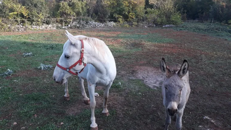 Nestali Puki i Etna: Traže se magarac i kobila, djevojčice su pretužne bez njih