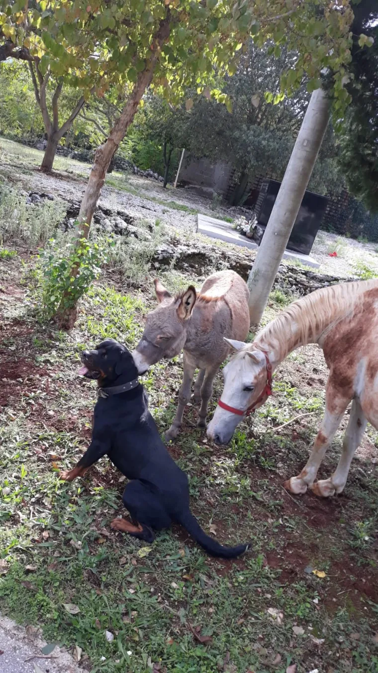 Nestali Puki i Etna: Traže se magarac i kobila, djevojčice su pretužne bez njih