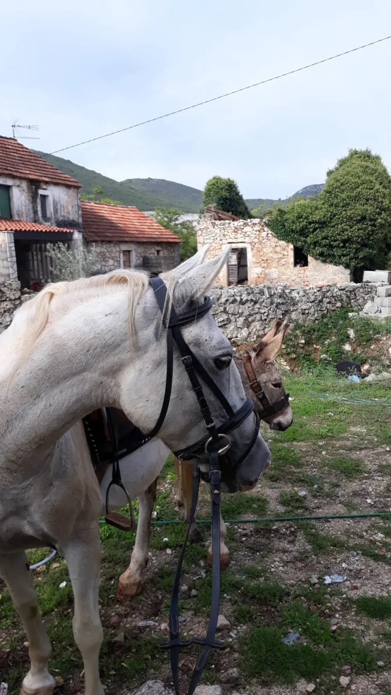 Nestali Puki i Etna: Traže se magarac i kobila, djevojčice su pretužne bez njih