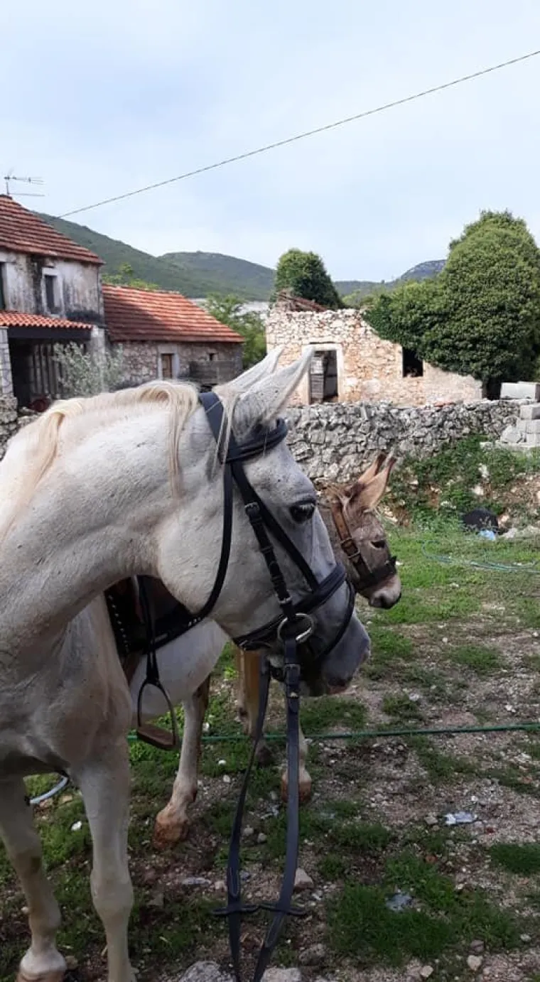 Nestali Puki i Etna: Traže se magarac i kobila, djevojčice su pretužne bez njih