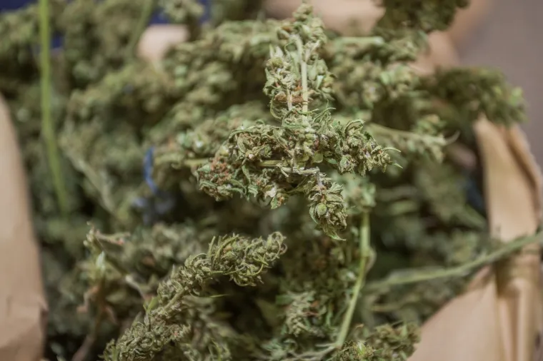 Osječka policija uhitila dvojicu mu&scaron;karaca s 15 kilograma marihuane i oružjem