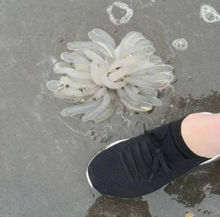 Ovo sam vido na plaži. Nikad nisam vidio ni&scaron;ta slično. 
Jaja&scaron;ca meduze.