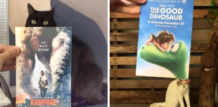 Ekipa je savr&scaron;eno uklopila svoje mačke s plakatima, pogledajte kako