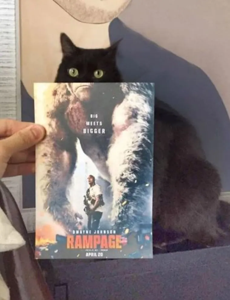 Ekipa je savr&scaron;eno uklopila svoje mačke s plakatima, pogledajte kako