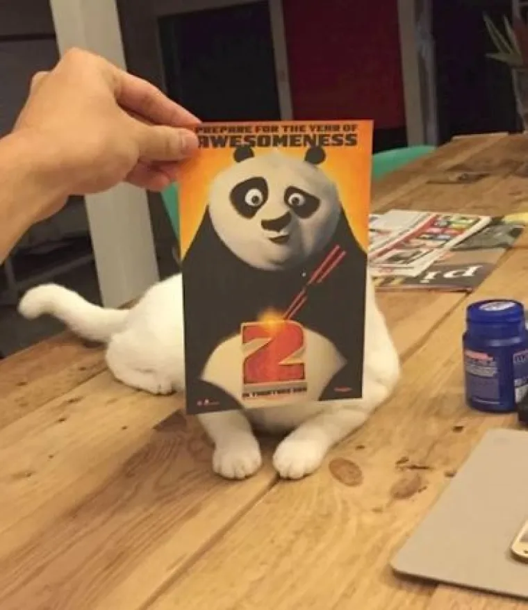 Ekipa je savr&scaron;eno uklopila svoje mačke s plakatima, pogledajte kako