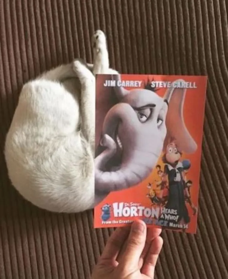 Ekipa je savr&scaron;eno uklopila svoje mačke s plakatima, pogledajte kako