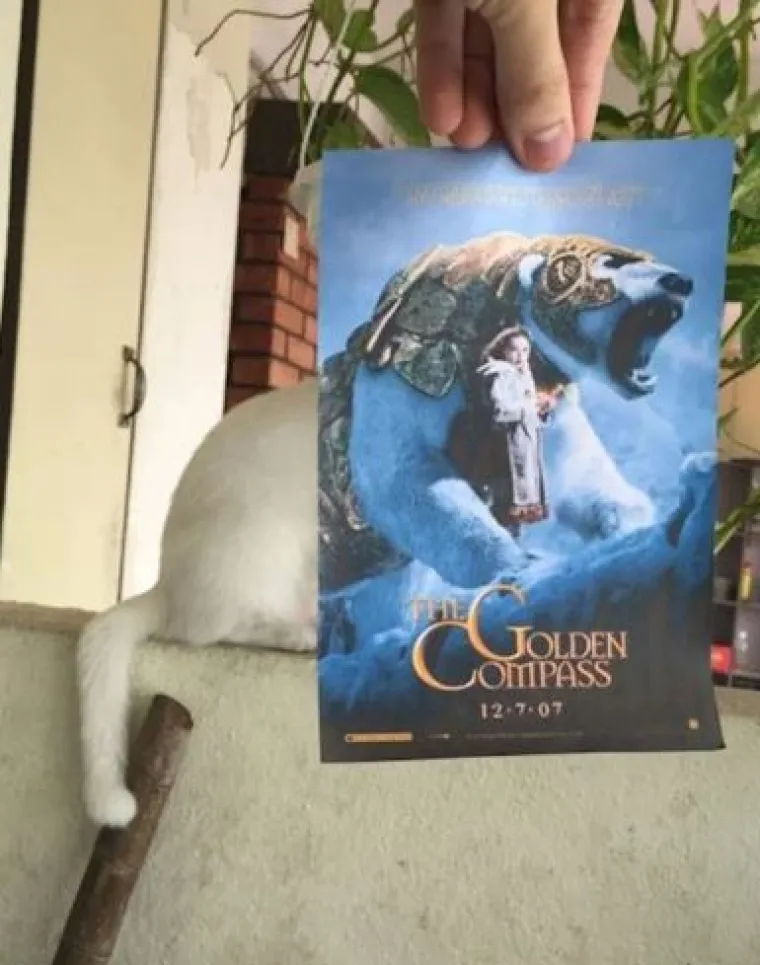 Ekipa je savr&scaron;eno uklopila svoje mačke s plakatima, pogledajte kako