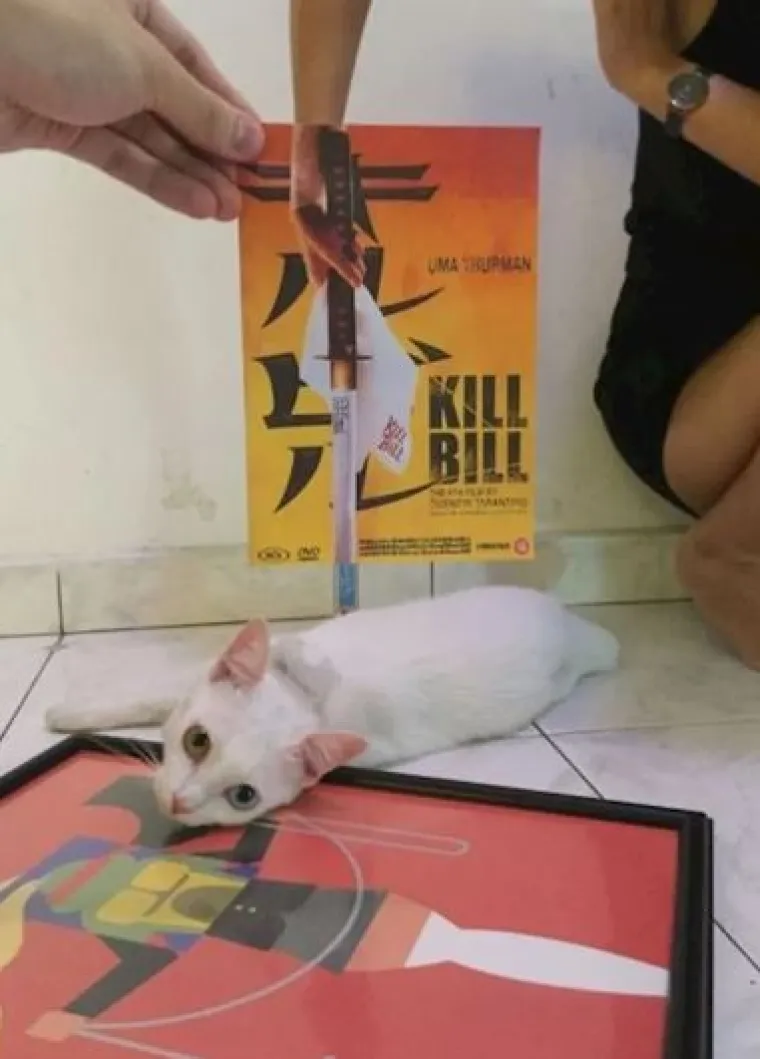 Ekipa je savr&scaron;eno uklopila svoje mačke s plakatima, pogledajte kako