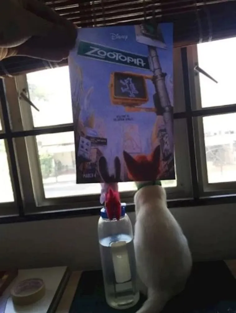 Ekipa je savr&scaron;eno uklopila svoje mačke s plakatima, pogledajte kako