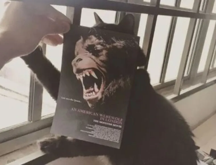 Ekipa je savr&scaron;eno uklopila svoje mačke s plakatima, pogledajte kako