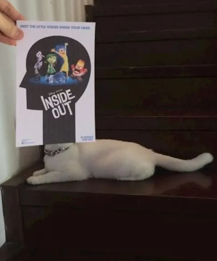 Ekipa je savr&scaron;eno uklopila svoje mačke s plakatima, pogledajte kako