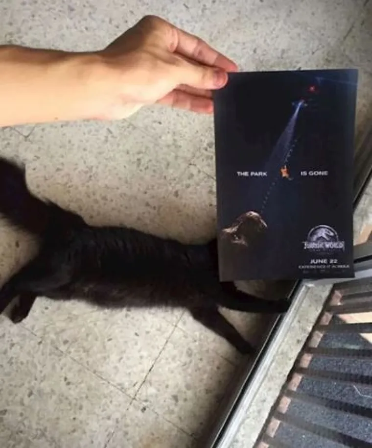 Ekipa je savr&scaron;eno uklopila svoje mačke s plakatima, pogledajte kako