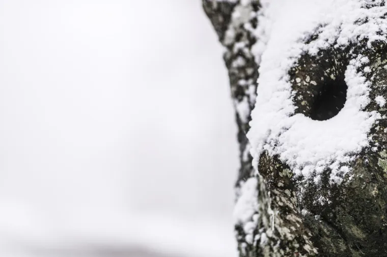 Zimske radosti na Sljemenu, pao je prvi snijeg!