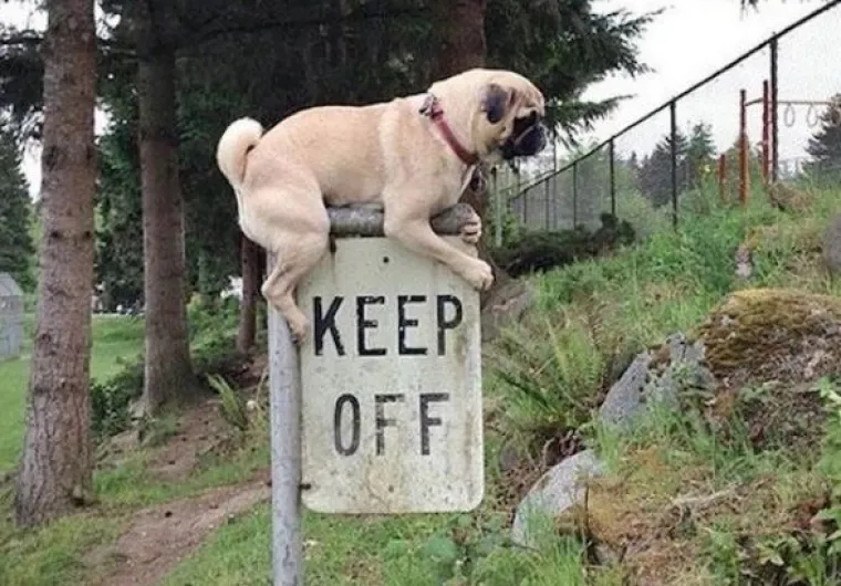 Nitko neće njima govorit': Urnebesne fotke ljudi koji su na jedinstven način prekr&scaron;ili zakone