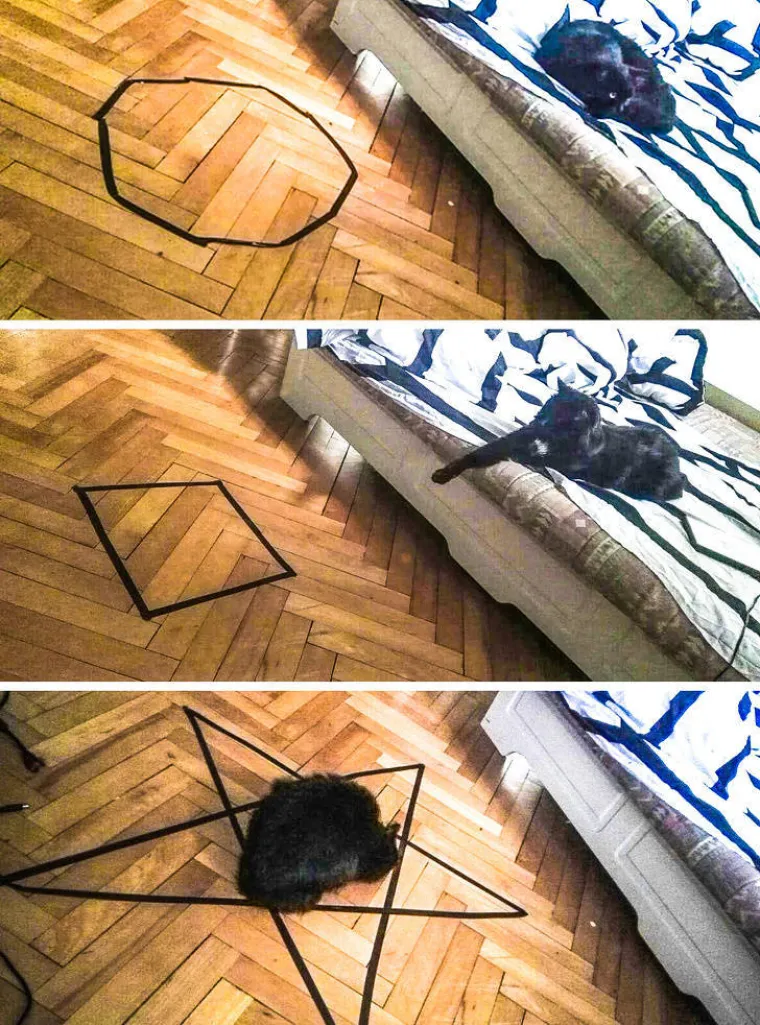 EVO ZA&Scaron;TO JE MOŽDA BOLJE NE LJUTITI MAČKU: Zna ona i može puno vi&scaron;e nego &scaron;to mislite