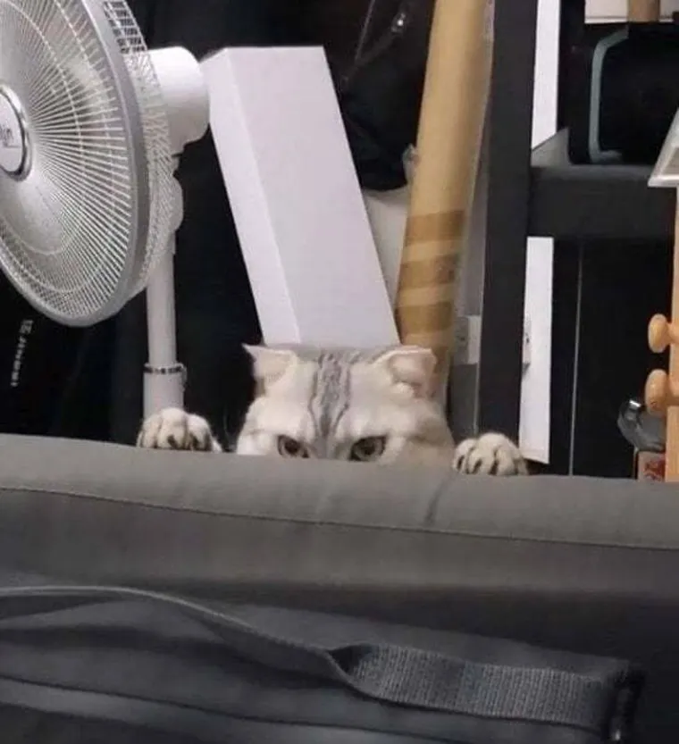 EVO ZA&Scaron;TO JE MOŽDA BOLJE NE LJUTITI MAČKU: Zna ona i može puno vi&scaron;e nego &scaron;to mislite