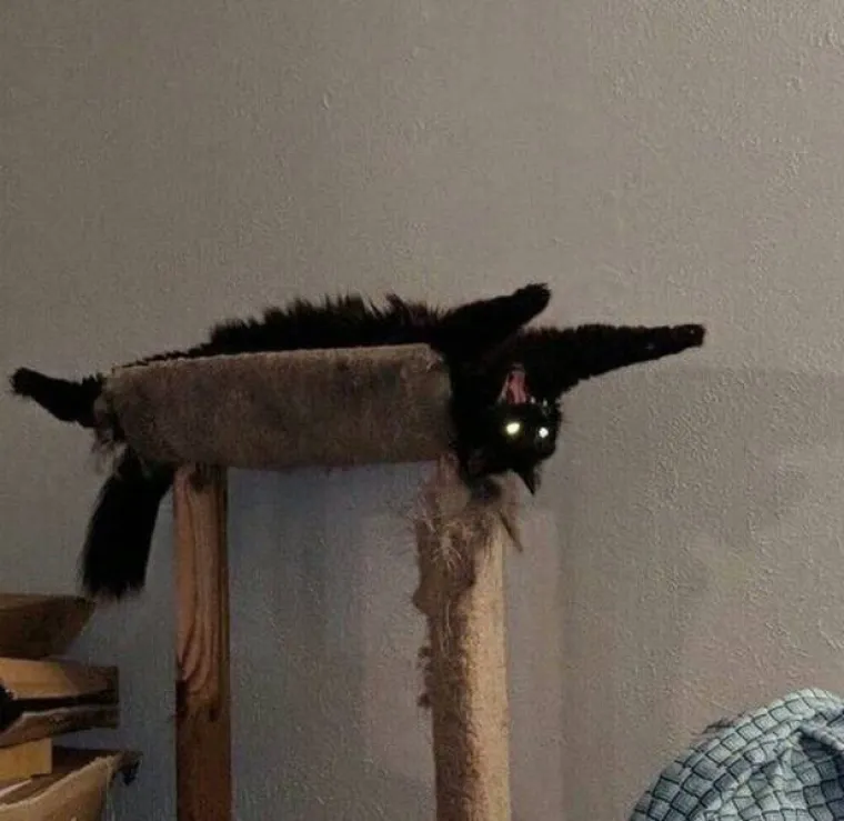 EVO ZA&Scaron;TO JE MOŽDA BOLJE NE LJUTITI MAČKU: Zna ona i može puno vi&scaron;e nego &scaron;to mislite