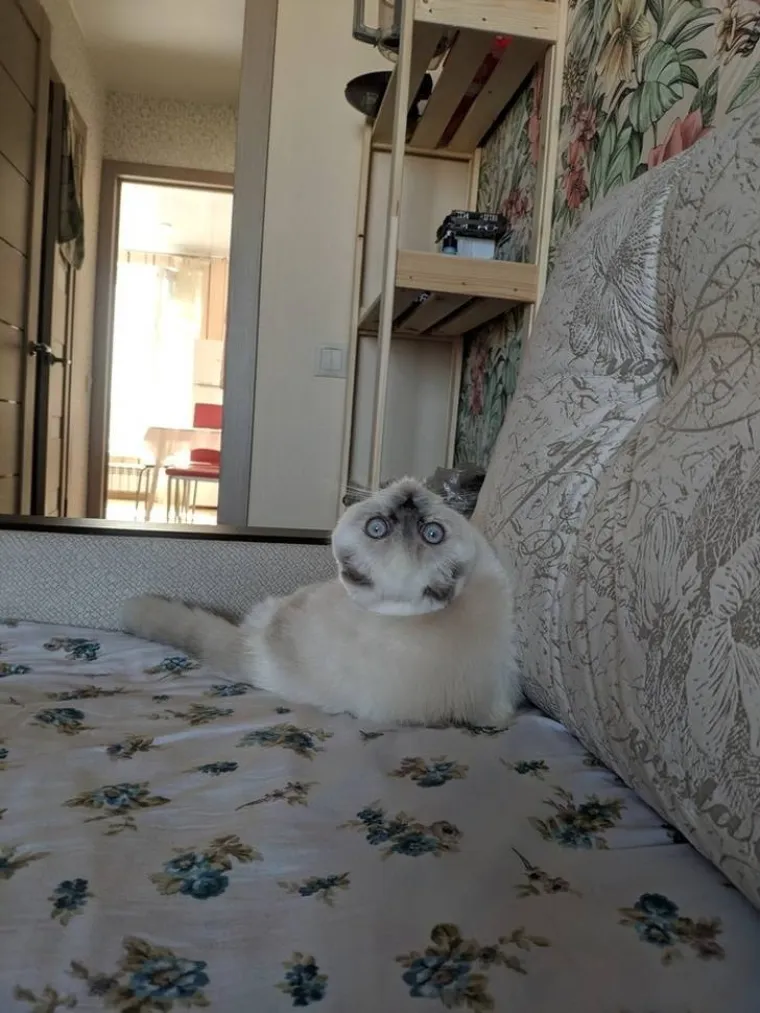 EVO ZA&Scaron;TO JE MOŽDA BOLJE NE LJUTITI MAČKU: Zna ona i može puno vi&scaron;e nego &scaron;to mislite