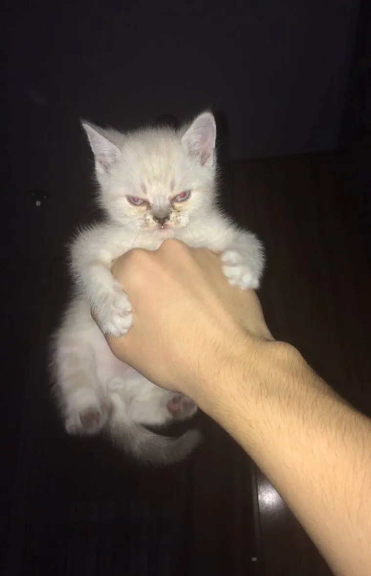 EVO ZA&Scaron;TO JE MOŽDA BOLJE NE LJUTITI MAČKU: Zna ona i može puno vi&scaron;e nego &scaron;to mislite