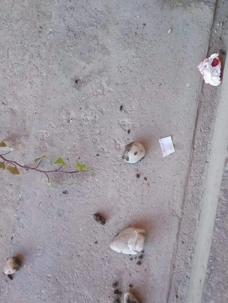 Obitelj iz Bjelovara tvrdi kako im netko ili ne&scaron;to svakog dana unazad pet godina, na stepenicama ispred ulaza u obiteljsku kuću ostavlja grumene zemlje, sitno kamenje, maramice umrljane krvlju i poruke ispisane na toliko siću&scaron;nim komadićima papira da ih je gotovo nemoguće de&scaron;ifrirati