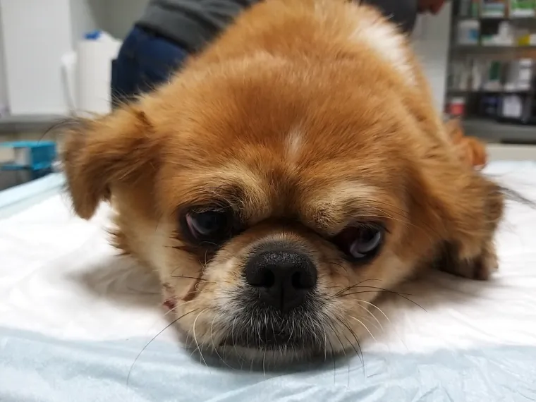 Pekinezerica je pronađena u stravičnom zdravstvenom stanju s te&scaron;kim ozljedama vagine