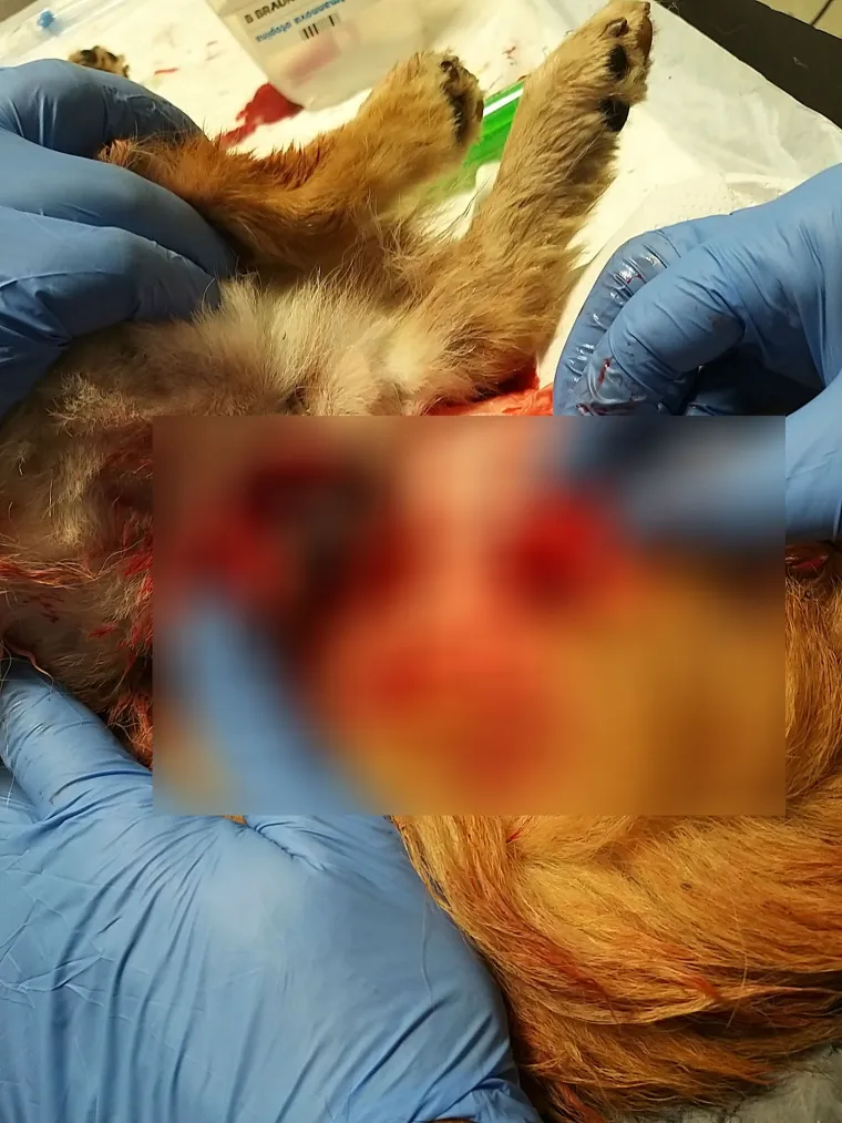 Pekinezerica je pronađena u stravičnom zdravstvenom stanju s te&scaron;kim ozljedama vagine