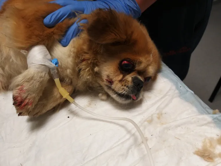 Pekinezerica je pronađena u stravičnom zdravstvenom stanju s te&scaron;kim ozljedama vagine