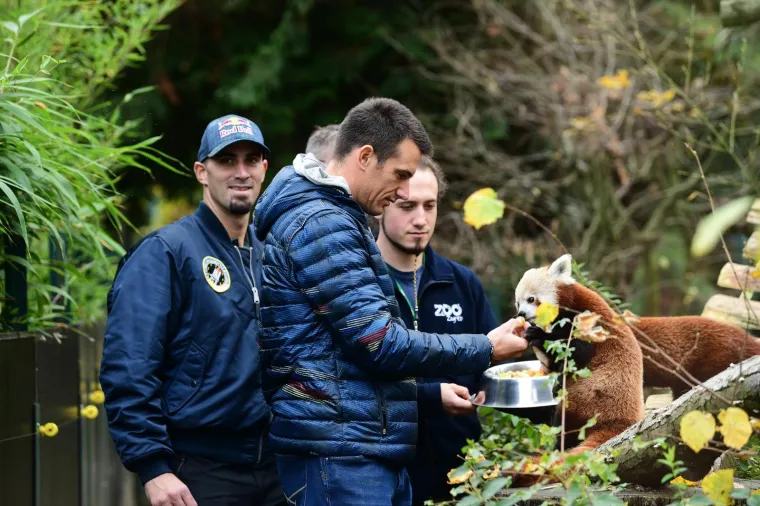 Slatke crvene pandice u zoološkom vrtu dobila su imena: Zvat će se Dudek i Regica