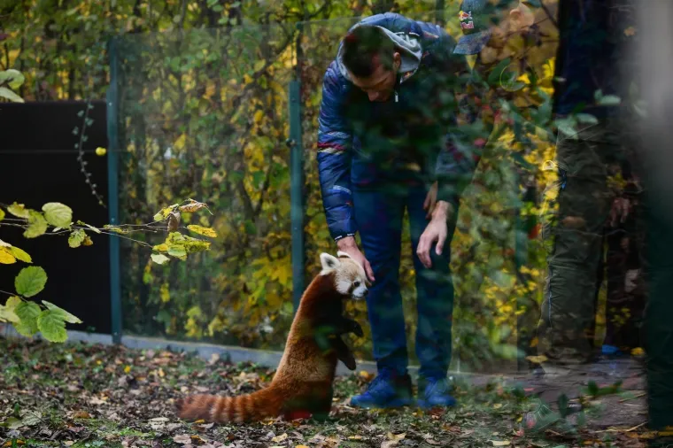 Slatke crvene pandice u zoološkom vrtu dobila su imena: Zvat će se Dudek i Regica