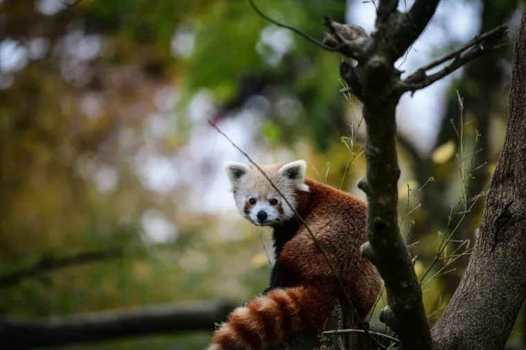 Slatke crvene pandice u zoolo&scaron;kom vrtu dobila su imena: Zvat će se Dudek i Regica