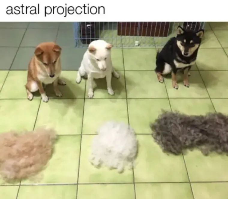 OVO JE TJEDNA DOZA NAJBOLJIH MEMOVA: Inspiraciju su prona&scaron;li u psima, a mi stvarno plačemo od smijeha