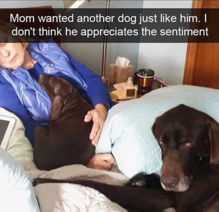 OVO JE TJEDNA DOZA NAJBOLJIH MEMOVA: Inspiraciju su prona&scaron;li u psima, a mi stvarno plačemo od smijeha