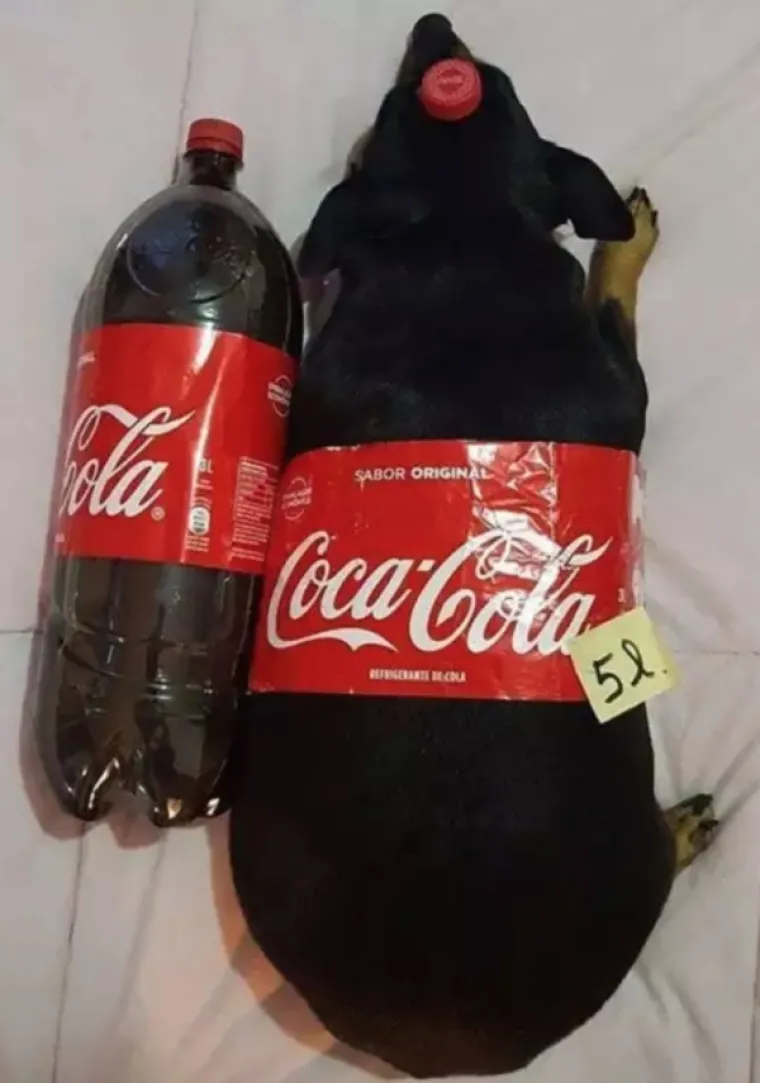 OVO JE TJEDNA DOZA NAJBOLJIH MEMOVA: Inspiraciju su prona&scaron;li u psima, a mi stvarno plačemo od smijeha