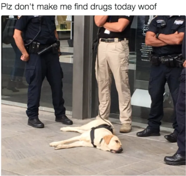 OVO JE TJEDNA DOZA NAJBOLJIH MEMOVA: Inspiraciju su prona&scaron;li u psima, a mi stvarno plačemo od smijeha