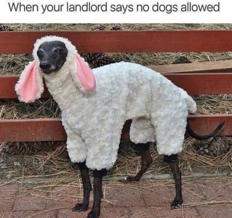 OVO JE TJEDNA DOZA NAJBOLJIH MEMOVA: Inspiraciju su prona&scaron;li u psima, a mi stvarno plačemo od smijeha