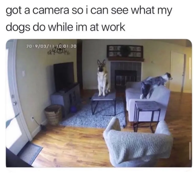 OVO JE TJEDNA DOZA NAJBOLJIH MEMOVA: Inspiraciju su prona&scaron;li u psima, a mi stvarno plačemo od smijeha