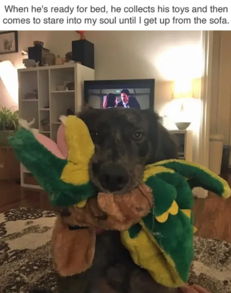 OVO JE TJEDNA DOZA NAJBOLJIH MEMOVA: Inspiraciju su prona&scaron;li u psima, a mi stvarno plačemo od smijeha