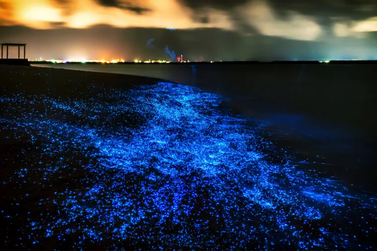 Nevjerojatna plaža na otoku Vaadhoo, na Maldivima, nosi ime More zvijezda, a za to su zaslužni milijardne mikroorganizama fitoplanktona. Ti planktoni zahvaljujući sposobnosti bioluminscenije, emitiraju svjetlost slično kao krijesnice a rezultat je električna plavo-neonska boja koja se prelijeva obalama plaže sa svakim valom.