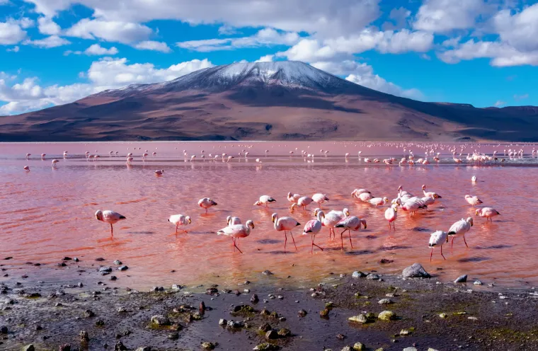 Laguna Colorada, ili Crvena laguna, je plitko slano jezero prekriveno otocima bijele borake. Prostire se na 6000 hektara, ali duboko je manje od metra. Lokalni folklor sugerira da je voda zapravo krv bogova, iako znanstvenici vjeruju da boja dolazi iz algi i bogatih minerala u vodi.
