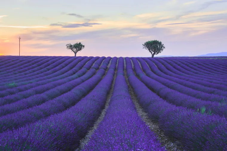 Sezona lavande u Provansi nažalost nije stvar tijekom cijele godine. Najbolje vrijeme za vidjeti biljke u cvatu su od posljednjeg tjedna lipnja do početka kolovoza. Vrhunac cvjetanja je sredinom srpnja - iako to može varirati iz godine u godinu, ovisno o ki&scaron;i.