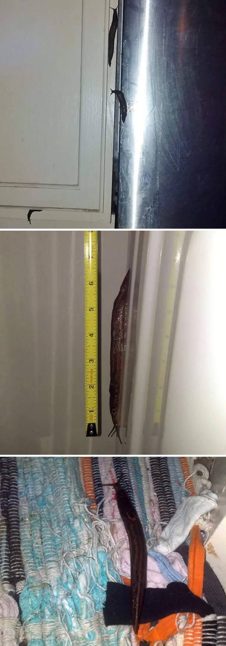 Kad sam mu rekao da imamo najezdu puževa golaća, rekao je da tako ne&scaron;to ne postoji.